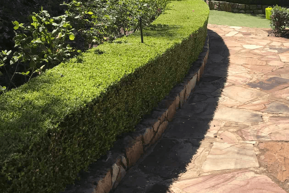 Clipped hedge beside a flagstone path in a Perth garden, maintained by Landscapes For Life