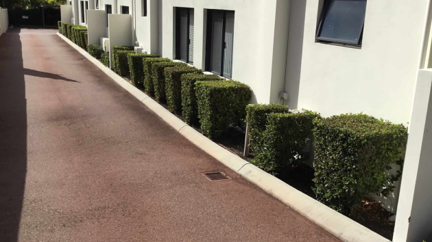 Clipped hedges along a driveway in a Perth garden, trimmed by Landscapes For Life