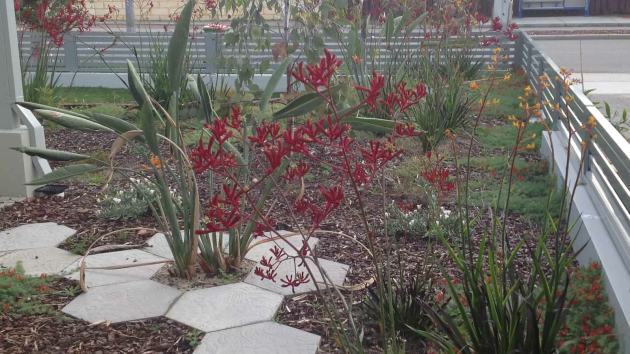 Front garden in Perth with a path to the door, layered planting and mulched beds