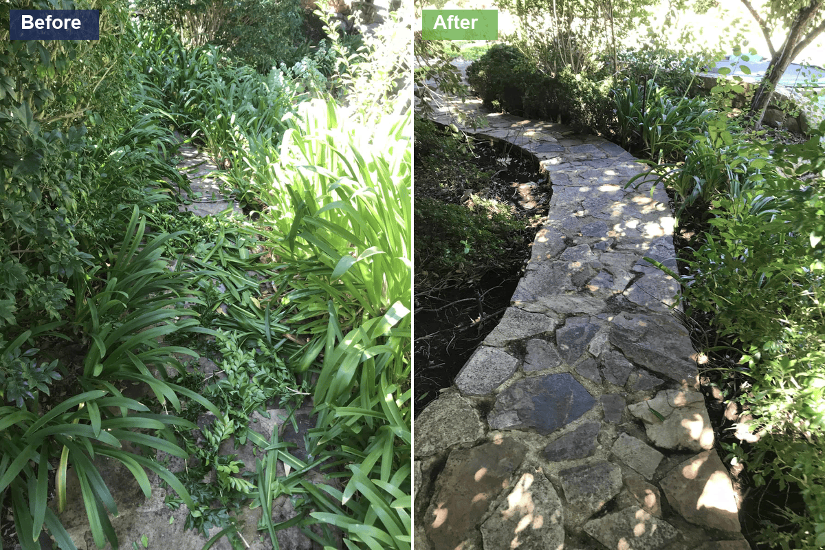 Before and after of a garden path: overgrown plants hiding the stone path on the left, the cleared path beside tidy mulched beds on the right