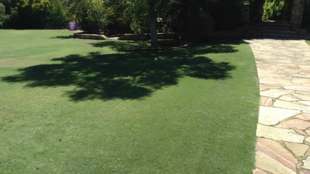 Large mown lawn with a shade tree and an irregular stone path