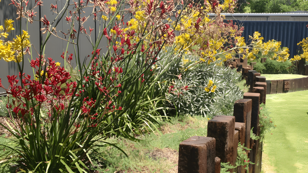 Red and yellow kangaroo paw and silver-leaved shrubs in a garden bed edged with upright sleepers, with a Colorbond fence behind