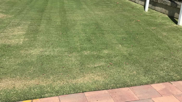 Striped mown lawn beside a paved path