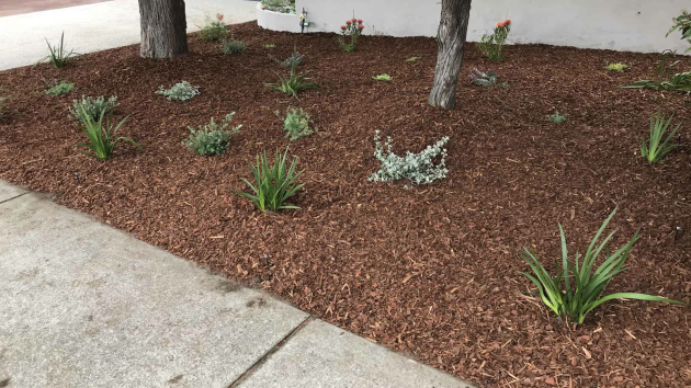 Newly mulched garden bed with young plants under two trees, beside a concrete path