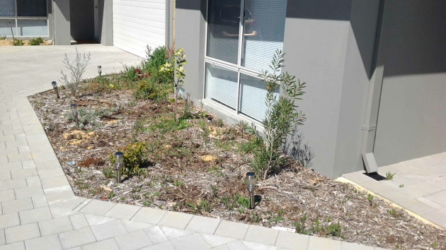 Young shrubs and groundcovers in a wood-mulched bed beside paving and a house wall, with small garden lights