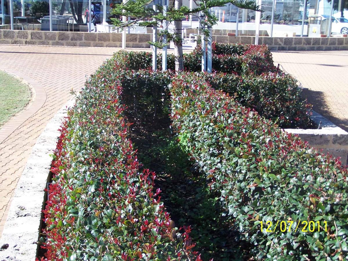 hedges at Royal Perth Yacht Club Fremantle - Landscapes For Life
